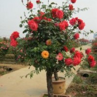 供应月季树3--10公分月季树树形月季 玫瑰树