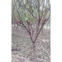 供应5至8公分红叶碧桃，5至8公分双樱，3至5公分矮杆黄金槐