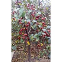 供应北京栾，107杨树苗，低价处理2至3公分紫叶稠李