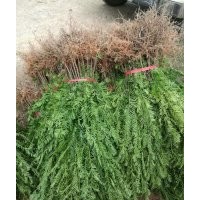 大批销售和低价处理红豆杉、金丝楠、金桂、丹桂苗木