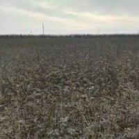 速生杨树苗花椒苗桃树苗泡桐冬青苗大叶女贞大量供应