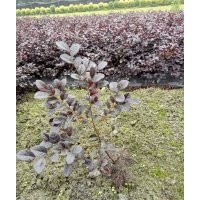 供应红叶石楠，金森女贞，金叶女贞