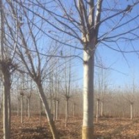 江苏14公分法桐