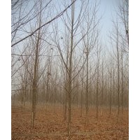 江苏10公分法桐