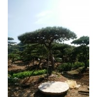 低价供应优质造型油松！造型黑松！平顶松！