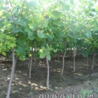 北京黄栌绿化苗木