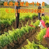 热销基地 金叶女贞苗 灌木金森女贞 金叶女贞球规格齐全量大从优