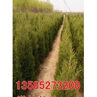 塔柏价格-H1米-1.2米-1.5米-2米塔柏低价直销-塔柏基地