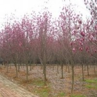 红玉兰精品苗圃价格，南京红玉兰树价格，红玉兰基地