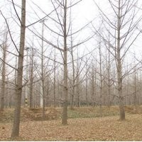 银杏树价格_兴隆银杏_27公分银杏树价格