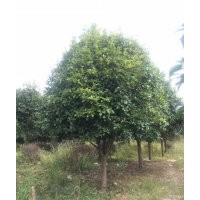 本基地低价供应8-25公分的八月桂花树、移植未移植货源齐全