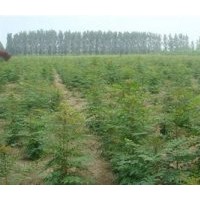 北栾基地北栾树种植基地|亚太园林|北栾基地北京栾树基地