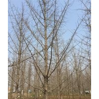 白果树价格|兴隆银杏|实生白果树价格