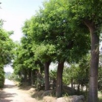 销售40公分精品国槐南京国槐产地