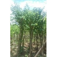 ,平婆，红花紫荆，宫粉，美丽木柿白玉兰袋苗3一30分，