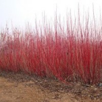 黑龙江大型红端木种植地