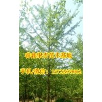 银杏树价格,睿鑫银杏,29公分银杏树价格
