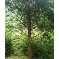 地径15至20公分的红豆杉