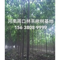 楸树 楸树价格 楸树图片 楸树基地 楸树小苗