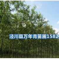 美国竹柳基地实景