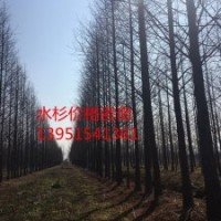 供应17公分水杉