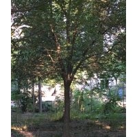 供应各种苗木，香樟，桂花，榉树等