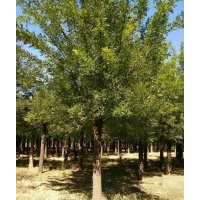大规格 国槐 白蜡 柳树