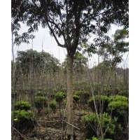 无患子又名肥皂树