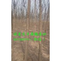 7公分国槐价格，7公分国槐树