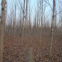 处理一批9公分法桐1-20公法桐