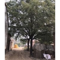 大量供应各种苗木