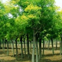 河北大地低价供应-国槐