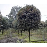 四川成都高杆丹桂基地丹桂价格丹桂园林5-20丹桂