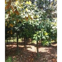 雪松直销广玉兰直销