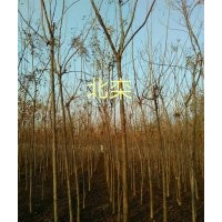 专供北栾，紫叶李，海棠