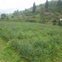 大量供应1至20公分的红豆杉、金丝楠、香樟、银杏