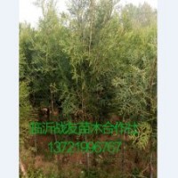 50公分侧柏苗价格