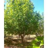 供应各种规格八棱海棠树.