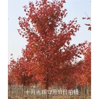 供应美国红枫（秋火焰）、十月光辉、北美枫香、红豆树、红豆杉
