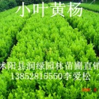 瓜子黄杨价格高度10-20公分30公分价格