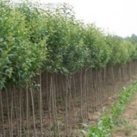 大量供应3公分2公分大叶女贞价格 南京大叶女贞基地