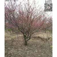 供应地径5-7公分红梅，数量7000棵左右
