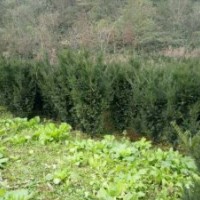 红豆杉，博鑫曼地亚红豆杉专业合作社