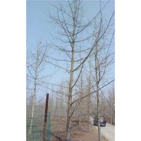 银杏树价格|爱国银杏|13公分银杏树价格