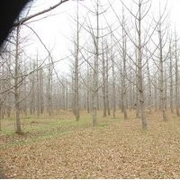 兴隆银杏、山东银杏价格、山东银杏价格