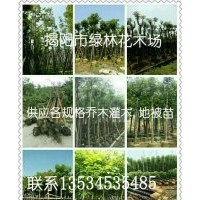 揭阳市绿林花木场长期供应乔灌木、3/5/7斤袋地被苗