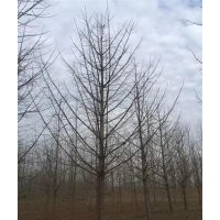 山东银杏价格|兴隆银杏|山东银杏价格表，，