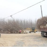 银杏树|兴隆银杏|.银杏树价格