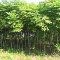 批发2-15公分精品重阳木南京重阳木销售