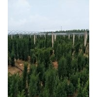 红豆杉1-1.2-1.3米